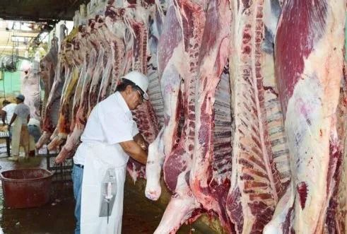 Por altos requisitos sanitarios baja la matanza de ganado en la región.