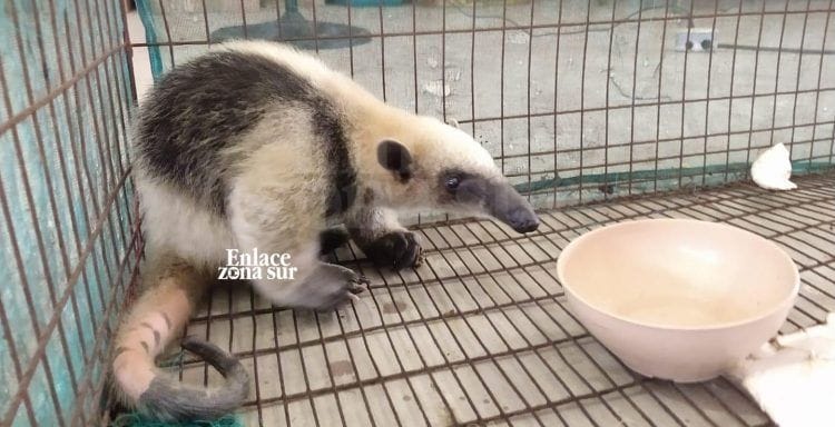 Autoridades liberan a oso hormiguero en Pueblo Viejo