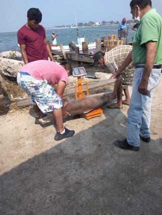 Pescadores detectan Tiburones muertos sobre el río Pánuco.
