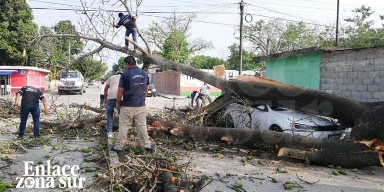 Gigante árbol cae encima de un vehículo en Pánuco.