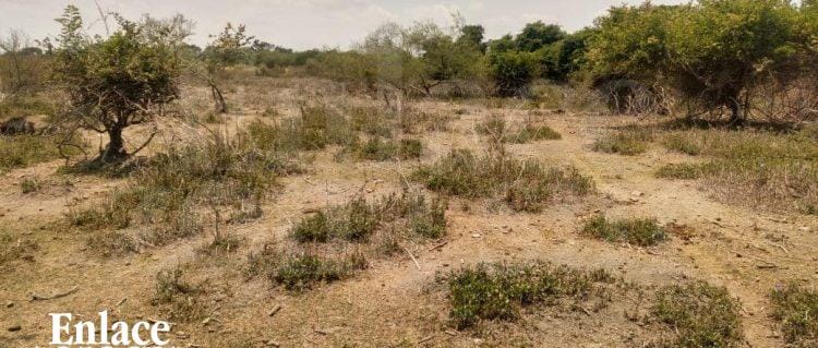 Agua salda afecta sembradíos y ganado.