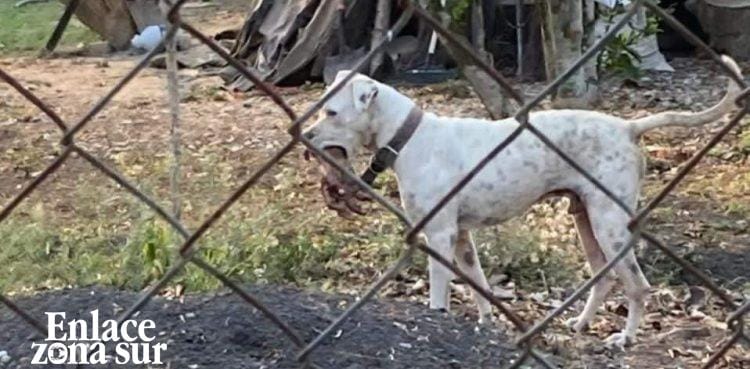 Encuentran a canino con una mano humana en el hocico.