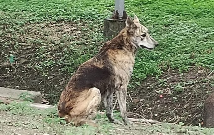 Coyote causa temor a paseantes de la laguna del carpintero