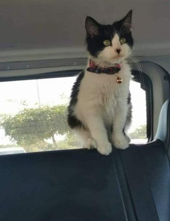 DENUNCIAN A PSEUDO ANIMALISTA POR ROBO DE MASCOTAS PARA VENTA TAMPICO