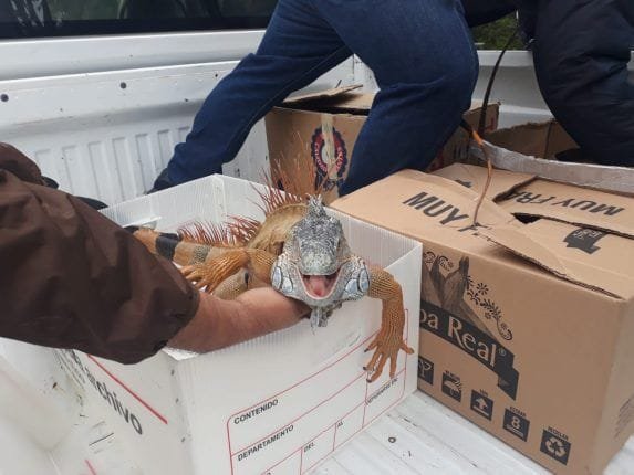 Iguanas sufren hipotermia a causa de baja temperatura