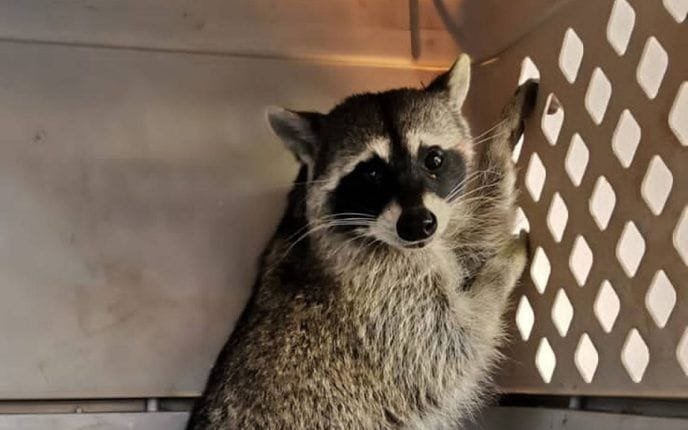 En Tampico, traen de mascotas a mapaches