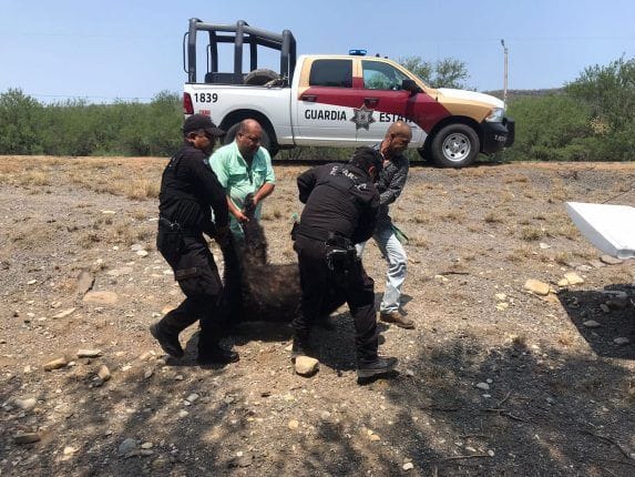 Guardia Estatal atiende reporte de oso muerto en Carretera Federal 83
