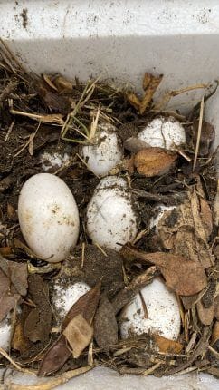Halla Profepa 48 huevos decocodrilo; los resguardan